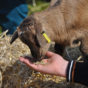 image of feeding animal